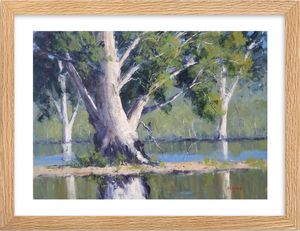 Majestic Gums, Menindee Lakes - Framed Print