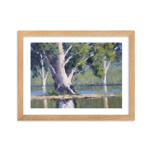 Majestic Gums, Menindee Lakes - Framed Print